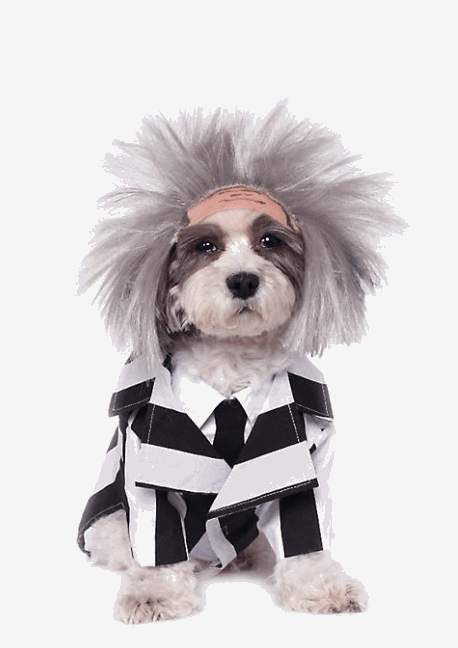 beetlejuice dog costume